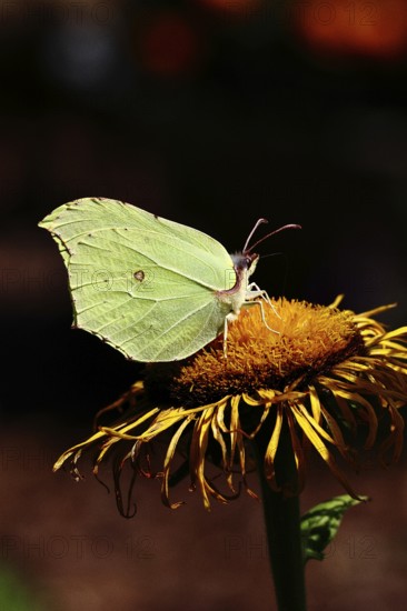 Lemon butterfly (Gonepteryx rhamny) on a yellow flower of a Great Telekie (Telekia speciosa), dark background, Wilnsdorf, North Rhine-Westphalia, Germany