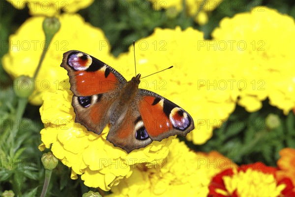 Peacock butterfly (Aglais io), on Tagetes erecta, Wilnsdorf, North Rhine-Westphalia, Germany