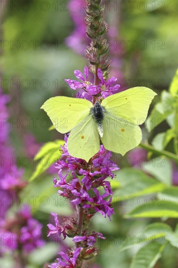 Lemon butterfly (Gonepteryx rhamni) with open wings on purple loosestrife (Lythrum salicaria), Wilnsdorf, North Rhine-Westphalia, Germany
