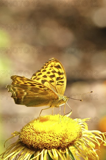 Emperor Cloak (Argynnis paphia), on a yellow flower of a Great Telekie (Telekia speciosa), macro photograph, Wilnsdorf, North Rhine-Westphalia, Germany