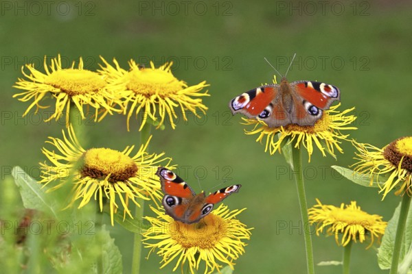 Peacock butterfly (Aglais io), two butterflies on yellow flowers of a Great Telekie (Telekia speciosa), macro photograph, Wilnsdorf, North Rhine-Westphalia, Germany