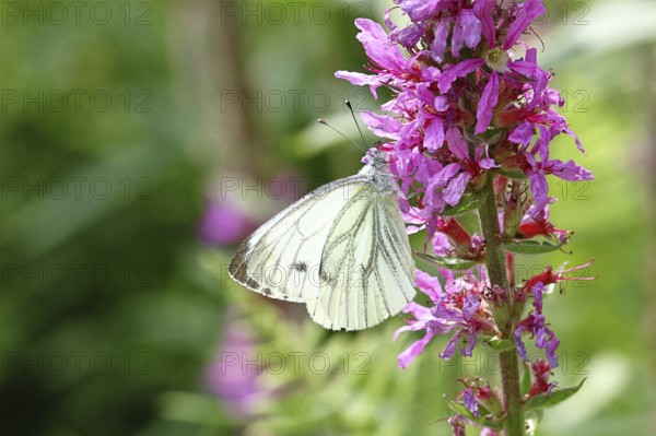 A Cabbage butterfly (Pieris brassicae) sucking nectar on the flower of the purple loosestrife (Lythrum salicaria), in a natural environment in the wild, nice bokeh in the background, Wildlife, Insects, Butterflies, Butterflies, Wilnsdorf, North Rhine-Westphalia, Germany