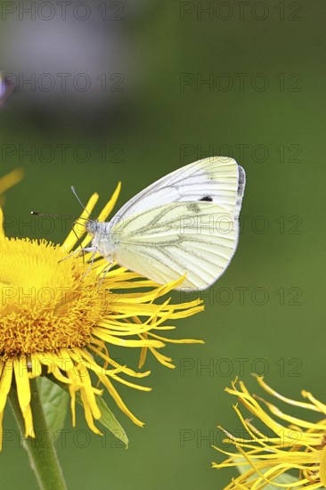 A Cabbage butterfly (Pieris brassicae, on a yellow flower of a Great Telekie (Telekia speciosa), macro photograph, Wilnsdorf, North Rhine-Westphalia, Germany