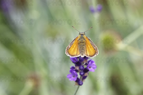 Large skipper (Ochlodes venatus), collecting nectar from a flower of Common lavender (Lavandula angustifolia), close-up, macro photograph, Wilnsdorf, North Rhine-Westphalia, Germany