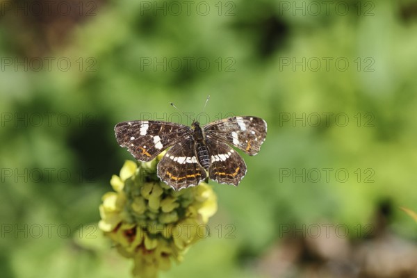 Land carder (Araschnia levana), summer generation, open wings, on a dark mullein (Verbascum nigrum), in a natural environment in the wild, close-up, wildlife, insects, butterflies, butterflies, Wilnsdorf, North Rhine-Westphalia, Germany