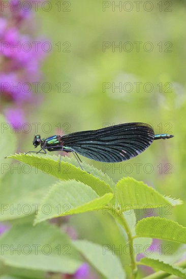 Blue-winged damselfly (Calopteryx virgo), male, on a leaf at a garden pond, close-up, Wilnsdorf, North Rhine-Westphalia, Germany