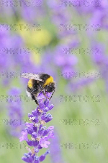 Ground bumblebee (Bombus terrestris), on a lavender flower (Lavandula angustifolia), macro photograph, bokeh in the background, Wilnsdorf, North Rhine-Westphalia, Germany