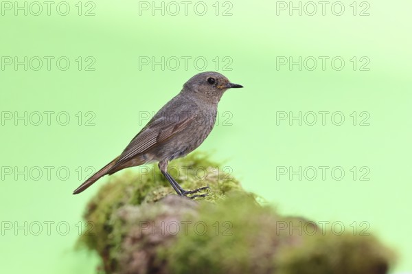 Black redstart (Phoenicurus ochruros), on a moss-covered tree stump in a garden, Wilnsdorf, North Rhine-Westphalia, Germany