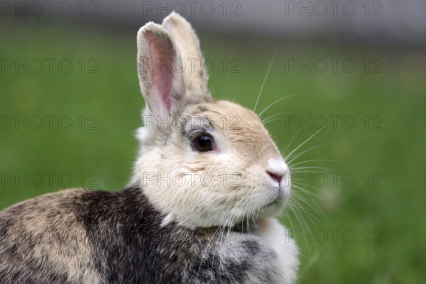 Rabbit (Oryctolagus cuniculus), portrait, grass, cute, Germany, Lateral portrait of a brown domestic rabbit