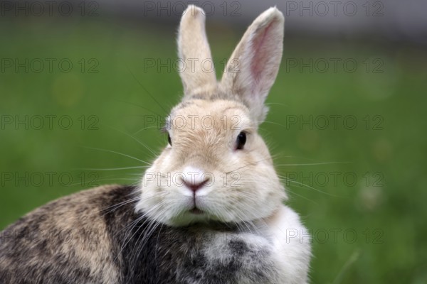 Rabbit (Oryctolagus cuniculus), portrait, grass, cute, Easter, Germany