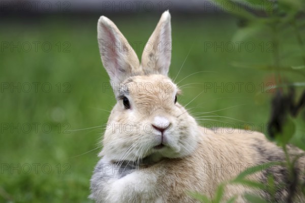 Rabbit (Oryctolagus cuniculus), portrait, grass, cute, Easter bunny, Germany, domestic rabbit with erect ears