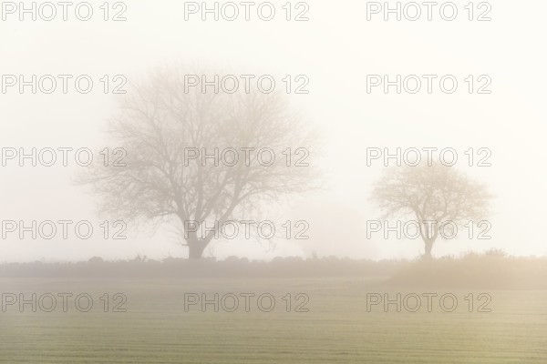 Leafless trees on a field a misty autumn day in the countryside
