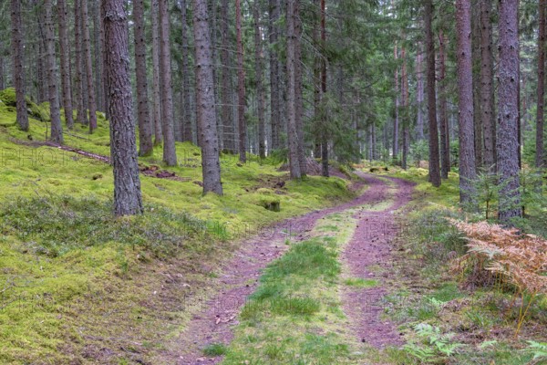 Small forest road with a grass shoulder in a coniferous forest with high spruce trees in autumn