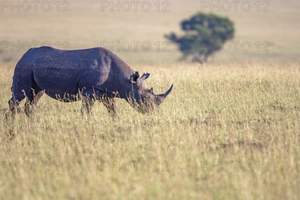 Black rhinoceros (Diceros bicornis) walking i the grass on a savanna, Maasai Mara National Reserve, Kenya