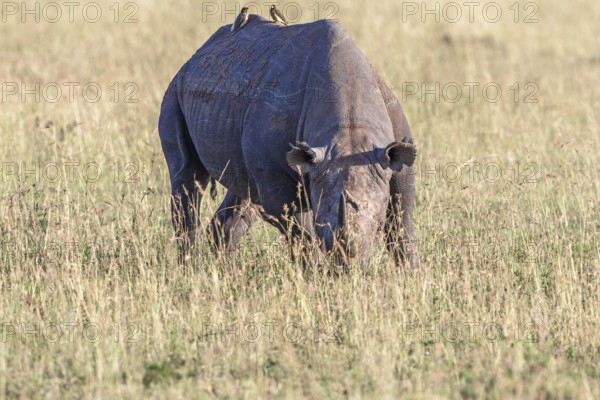 Black rhinoceros (Diceros bicornis) with two Yellow-billed oxpecker (Buphagus africanus) grazing grass on the savanna, Maasai Mara National Reserve, Kenya