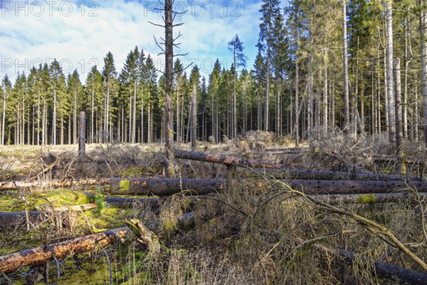 Clearcutting in a coniferous forest with blown down spruce trees at the forest edge
