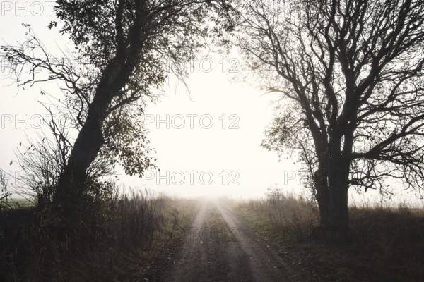 Gravel road in a grove of trees in silhouette with a view towards the light in the fog in autumn