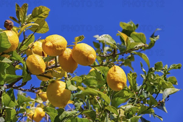 Ripe lemons in a tree against blue sunny sky, Mallorca, Spain