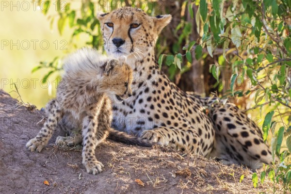 Cheetah cub (Acinonyx jubatus) with its mother in the shade under a bush on the savannah, Maasai Mara National Reserve, Kenya