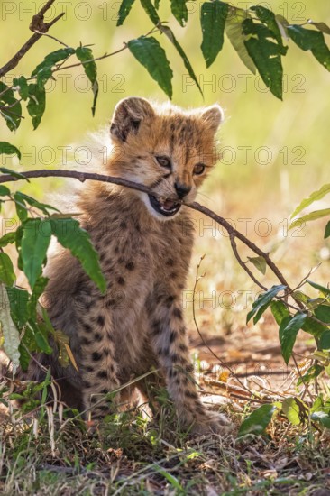 Cheetah cub (Acinonyx jubatus) chewing on a tree branch on the savannah, Maasai Mara National Reserve, Kenya