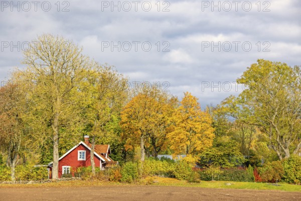 Red small wooden cottage in the Swedish countryside in a grove of trees with beautiful autumn colors on the trees on a sunny autumn day, Sweden