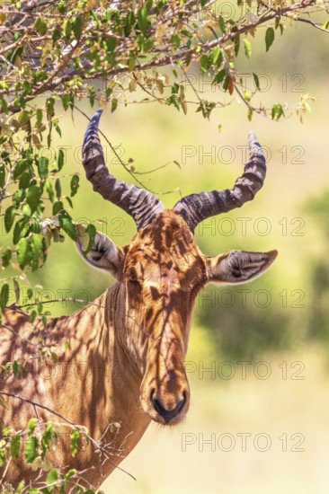 Hartebeest (Alcelaphus buselaphus) in the shade under a bush on the savanna, Maasai Mara National Reserve, Kenya