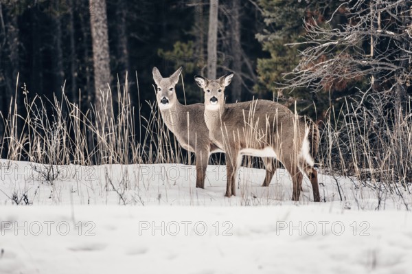 Wildlife on a winter road trip on the Icefields Parkway with lots of snow and ice, Banff National Park, Jasper National Park, Alberta, Canada