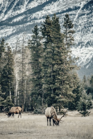 Wildlife on a winter road trip on the Icefields Parkway with lots of snow and ice, Banff National Park, Jasper National Park, Alberta, Canada