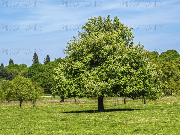 Shugborough Estate, National Trust House and garden, Great Haywood, Staffordshire, England, United Kingdom