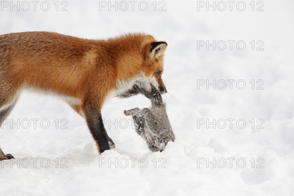 Red fox (vulpes vulpes), Fox hunting eastern gray squirrel (sciurus carolinensis) in winter. Province of Quebec, Canada, North America