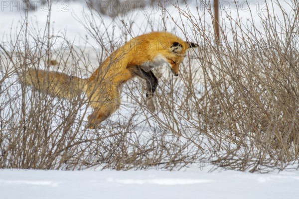 Red fox (vulpes vulpes), Fox hunting small mammals in winter. Province of Quebec, Canada, North America
