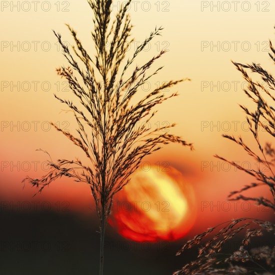 Reed (Phragmites australis), flower panicles in a marshy area, sunset, Saintes-Maries-de-la-Mer, Camargue Regional nature park Park, France