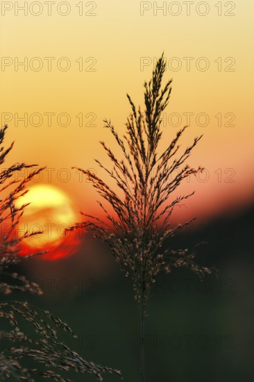 Reed (Phragmites australis), flower panicles in a marshy area, sunset, Saintes-Maries-de-la-Mer, Camargue Regional nature park Park, France
