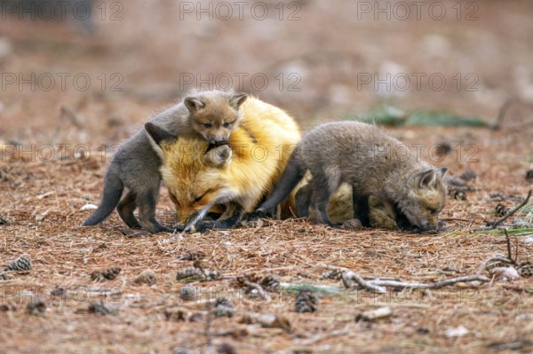 Red fox (vulpes vulpes), fox playing with cubs, Province of Quebec, Canada, North America