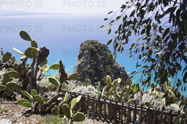 Lush vegetation with cacti overlooks steep cliffs and the sea, Ricadi, Capo Vaticano