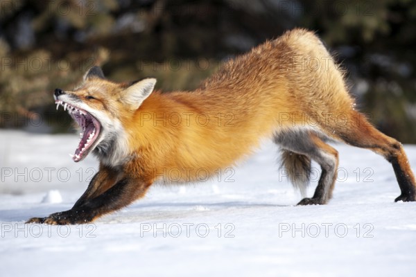 Red fox (vulpes vulpes), Fox standing on snow and stretching, Fox yawning, Province of Quebec, Canada, North America