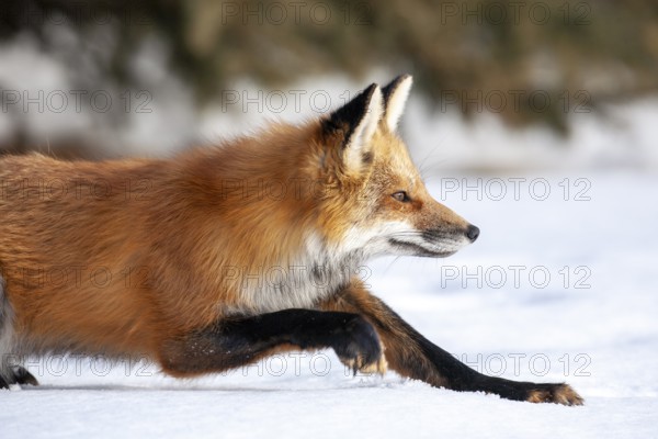 Red fox (vulpes vulpes), Fox lying on the snow and ready to pounce on a prey, Province of Quebec, Canada, North America