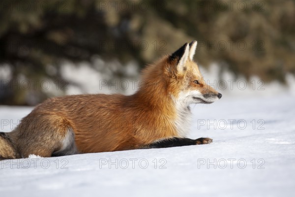 Red fox (vulpes vulpes), Fox sitting on snow and watching ahead, Province of Quebec, Canada, North America