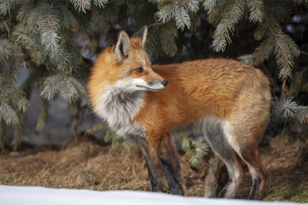 Red fox (vulpes vulpes), Fox standing on snow and looking behind him, Province of Quebec, Canada, North America