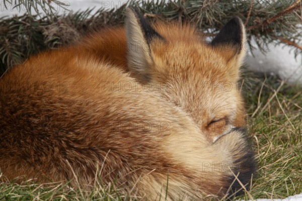 Red fox (vulpes vulpes), Fox resting on grass, Eyes closed, Province of Quebec, Canada, North America