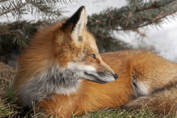 Red fox (vulpes vulpes), Fox sitting on grass and watching behind him, Province of Quebec, Canada, North America