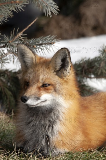 Red fox (vulpes vulpes), Fox sitting on grass and watching ahead, portait, Province of Quebec, Canada, North America