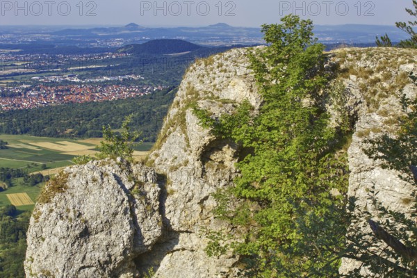 Breitenstein rock plateau with tree and panoramic view of fertile valley and mountains, Bissingen an der Teck, Baden-Württemberg