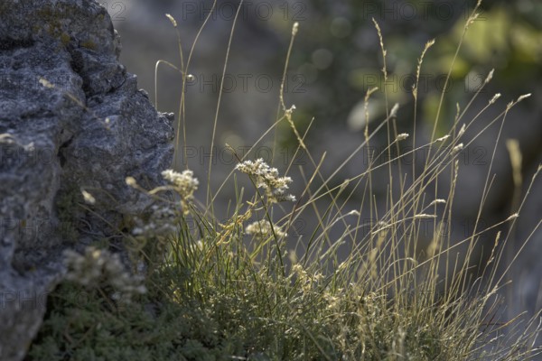 Close-up of grasses and flowers next to rough rock in the sun, Bissingen an der Teck, Baden-Württemberg