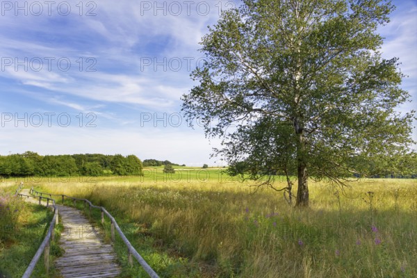 A birch tree stands next to a wooden footbridge that leads through the Schopfloch moor under a blue sky, Lenningen, Baden-Württemberg