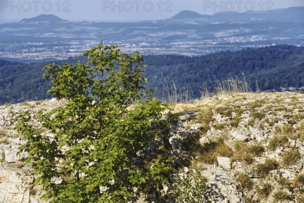 View of the natural landscape from the Breitenstein rock plateau, Bissingen an der Teck, Baden-Württemberg