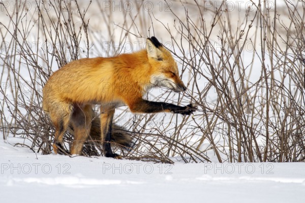 Red fox (vulpes vulpes), Fox standing on the snow and pushing aside the vegetation, Province of Quebec, Canada, North America