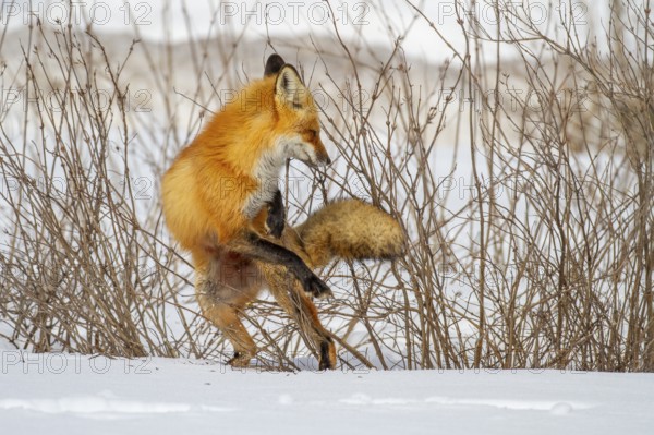 Red fox (vulpes vulpes), Fox standing on snow and reacting to a noise, Province of Quebec, Canada, North America