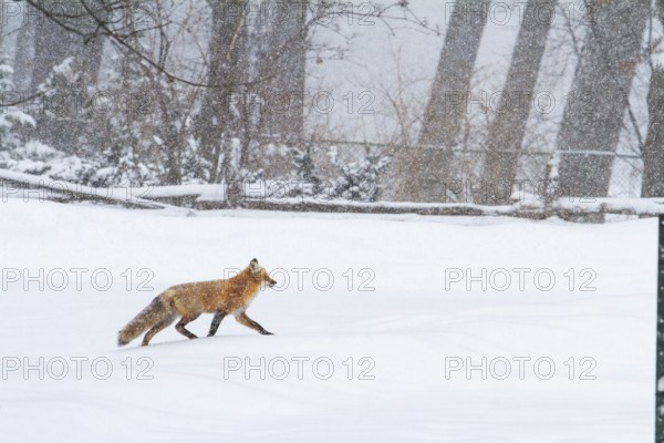 Red fox (vulpes vulpes), Fox walking on a snow-covered park, large view, Province of Quebec, Canada, North America