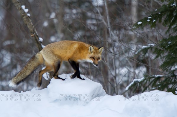 Red fox (vulpes vulpes), Fox standing on block of snow in winter, Province of Quebec, Canada, North America